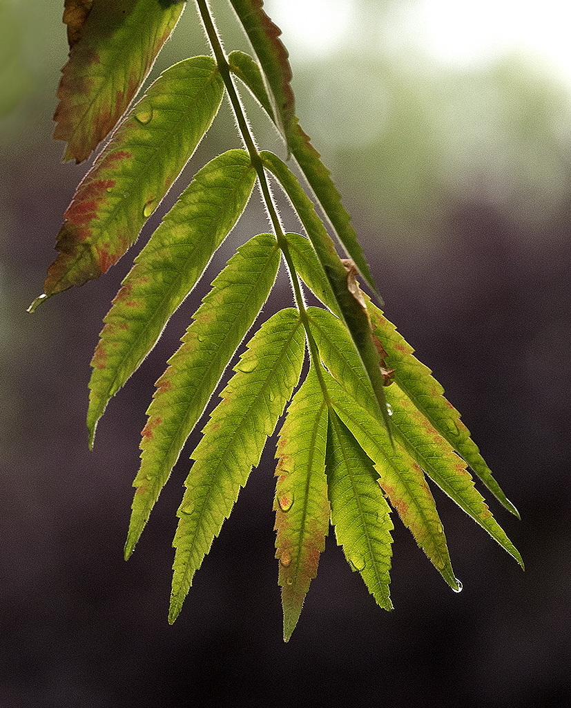 A! Blume KA7_2507 als Smartobjekt-1 Kopie.jpg